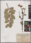 Foto von Salix caprea L.